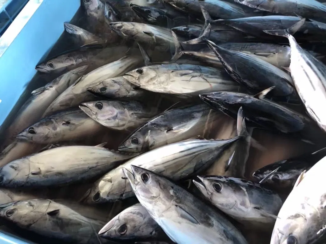 Katsuwonus Pelamis Whole Frozen Skipjack Tuna