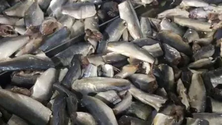 中国産のおいしい缶詰魚イワシの植物油漬け